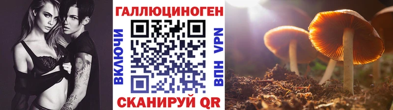 Псилоцибиновые грибы Psilocybe  Ессентуки 